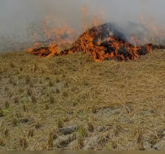 Farm fire parali