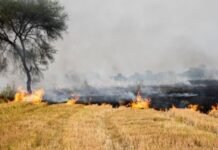 Haryana Reports 77% Drop in Stubble-Burning; Moves Toward Zero-Burn State by 2027