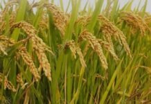 धान खरीद सीज़न में संगरूर जिला बना नंबर-1, लिफ्टिंग में पटियाला सबसे आगे — पंजाब सरकार ने फिर निभाया किसानों से किया वादा