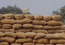 Sangrur Leads Punjab in Paddy Procurement, While Patiala Tops in Lifting – Punjab Government Ensures Smooth Procurement Season