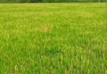 Punjab loses 12,000 hectares of farmland while Haryana gains 59,000 hectares — what the shifting numbers mean for cropping, water and rural livelihoods