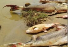 Environmental Alarm as Fish Deaths Reported in Satluj River Due to Suspected Pollution